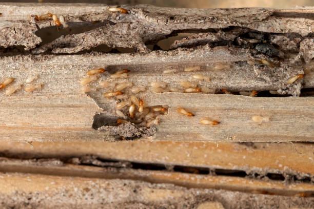Best Pest Inspection Near Me  in Trinity, TX