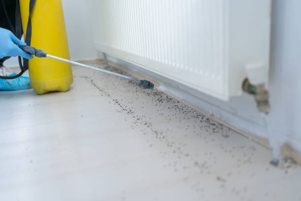 Best Ant Control Services  in Trinity, TX