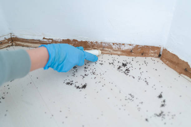 Best Bed Bug Extermination  in Trinity, TX